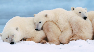 Arctic & Antarctic Animals – Week 17, 18, 19