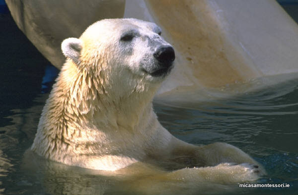 Arctic Animals - activities  preschool Dublin 15, preschool  Blanchardstown, Clonsilla, Waterville, Roselawn, creche, after-school,  ECCE, Free pre-school places, Free childcare