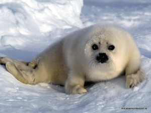 arctic_animals_micasa_montessori-06