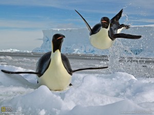 pinguin-theme-photos-1