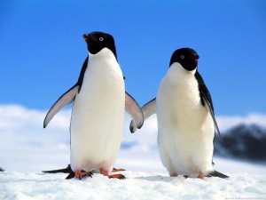 pinguin-theme-photos-3
