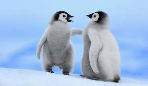 pinguin-theme-photos-4