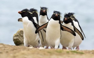 pinguin-theme-photos-5