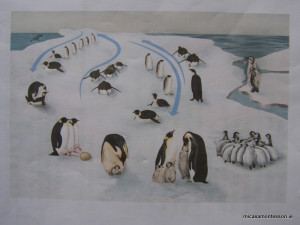 pinguins-theme-micasa-montessori-07
