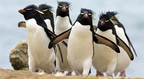 Penguins